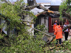 Pohon Asam Tumbang Tutup Jalan Nasional di Pamekasan, 2 Rumah Rusak