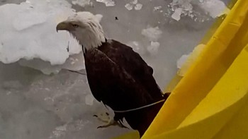 Detik-detik Polisi AS Selamatkan Elang Terluka di Sungai Membeku