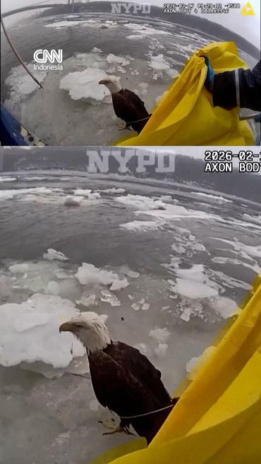Detik-detik Polisi AS Selamatkan Elang Terluka di Sungai Membeku
