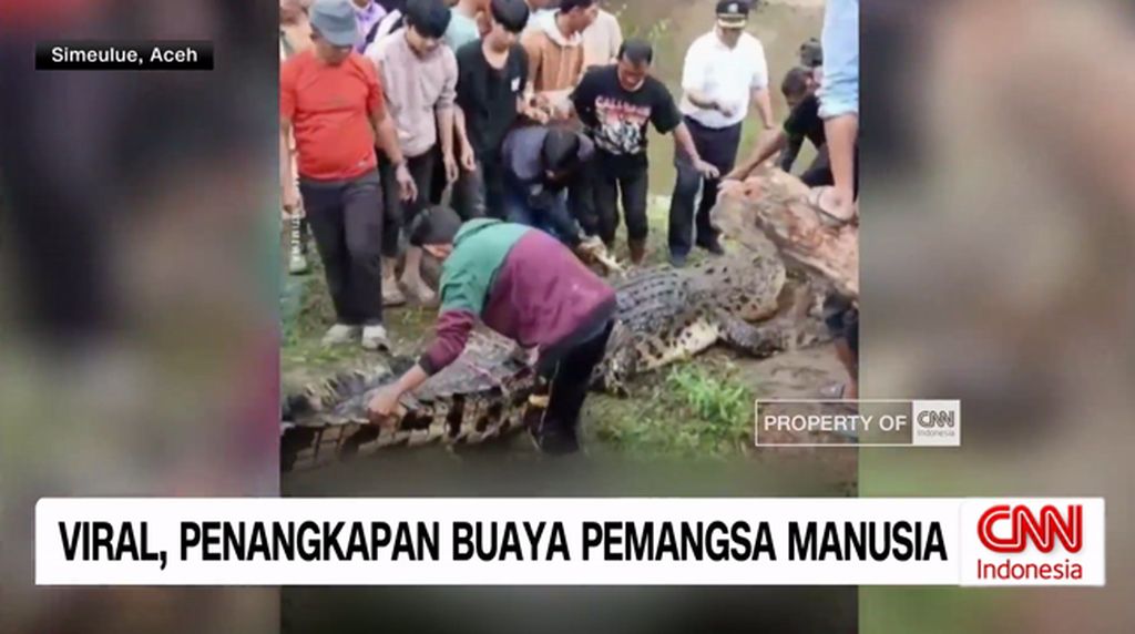 VIDEO: Buaya Pemangsa Manusia di Aceh Berhasil Ditangkap