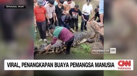 VIDEO: Buaya Pemangsa Manusia di Aceh Berhasil Ditangkap