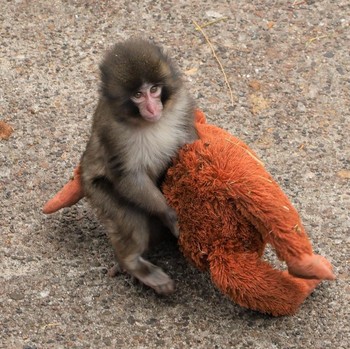 Kisah Haru Bayi Monyet yang Diterlantarkan Ibunya, Temukan Rasa Aman dari Boneka