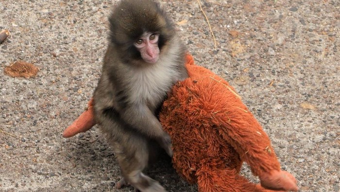 Kisah Haru Bayi Monyet yang Diterlantarkan Ibunya, Temukan Rasa Aman dari Boneka