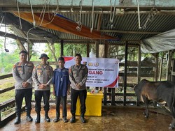 Mahasiswa STIK Sumbang 70 Ekor Sapi buat Tradisi Meugang di Aceh