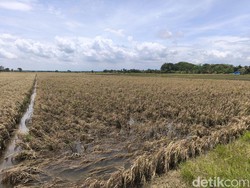 Resah Petani Grobogan Dibayangi Gagal Panen Imbas Banjir