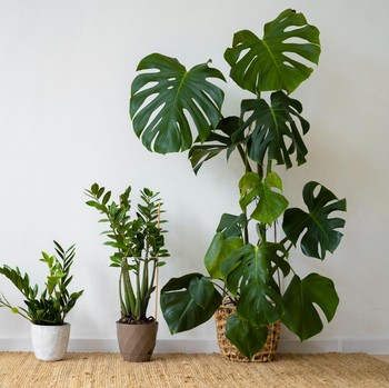 5 Tanaman Hias dalam Ruangan yang Cepat Tumbuh dan Minim Perawatan, Cocok untuk Pemula