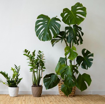 5 Tanaman Hias dalam Ruangan yang Cepat Tumbuh dan Minim Perawatan, Cocok untuk Pemula