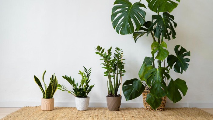 5 Tanaman Hias dalam Ruangan yang Cepat Tumbuh dan Minim Perawatan, Cocok untuk Pemula