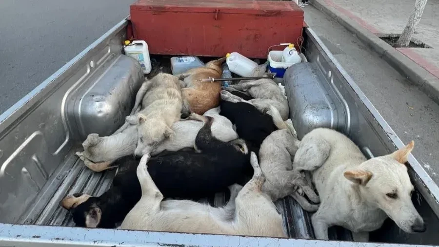 Maroko dituding mau membantai jutaan anjing liar dalam persiapan sebagai salah satu tuan rumah Piala Dunia 2030&period; Ratusan ribu anjing dibantai tiap tahunnya&period;