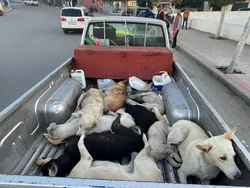 Maroko Dituding Mau Bantai Jutaan Anjing demi Piala Dunia 2030