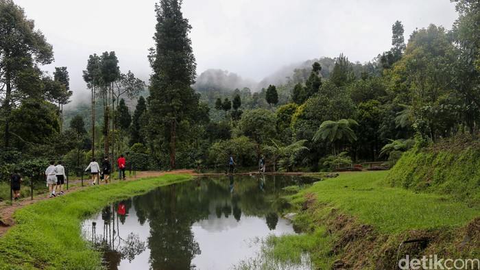 Jalur trail Cisadon di Bojong Koneng, Bogor, kian diminati pelari Jabodetabek berkat medan variatif, elevasi menantang, dan suasana desa yang masih alami.

Jalur trail Cisadon di Bojong Koneng, Kabupaten Bogor, semakin populer sebagai lokasi latihan lari trail bagi pelari Jabodetabek. Aksesnya yang relatif dekat dari kawasan perkotaan serta karakter medan yang bervariasi menjadikan jalur ini cocok untuk pelari pemula hingga berpengalaman yang ingin melatih daya tahan dan berburu elevasi di alam terbuka.

Sejumlah pelari rutin memanfaatkan jalur ini untuk latihan berkala, bahkan memulai aktivitas sejak dini hari. Salah satunya Eko, karyawan swasta asal Jakarta, yang bersama rekan-rekannya hampir setiap bulan berlari di Cisadon. Rute dari area sekitar kandang sapi milik Presiden Prabowo Subianto menuju Desa Cisadon dapat mencapai sekitar 7 kilometer sekali jalan, dengan jarak tempuh yang bisa bertambah sesuai jalur dan menu latihan.

Di sepanjang rute, papan penunjuk arah membantu pelari dan pendaki menuju berbagai destinasi lain seperti Bukit Paniisan, Situ Rawa Gede, Pasir Limo, hingga jalur yang terhubung ke Gunung Pancar dan kawasan Puncak. Jalur trekking Cisadon juga menawarkan banyak spot foto menarik dengan latar sawah, kebun teh, hutan pinus, sungai, dan perbukitan yang terbuka luas, termasuk panorama dari Bukit Pasir Limo yang menampilkan lanskap Bogor dari ketinggian.

Namun, karakter jalur yang berupa jalan desa rusak, tanah, makadam, serta lintasan anak sungai dan kubangan menghadirkan tantangan tersendiri, terutama saat musim hujan ketika jalur berubah menjadi licin dan berlumpur. Minimnya sinyal seluler serta suasana desa yang tenang dan alami justru menjadi daya tarik tambahan, menghadirkan pengalaman latihan yang menyatu dengan kehidupan warga lokal sekaligus kesempatan untuk sejenak lepas dari hiruk-pikuk dunia digital.