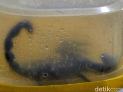 Pertarungan Warga Sukabumi dengan Kalajengking Jumbo Saat Sahur