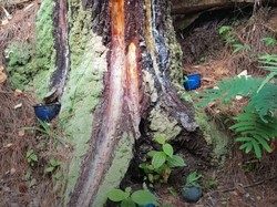 Nasib Petani Getah di Tengah Polemik Sadap Pinus Gunung Ciremai