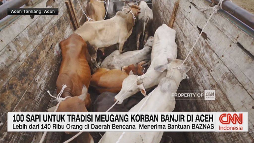 VIDEO: 100 Sapi Untuk Tradisi Meugang Korban Banjir di Aceh