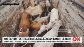 VIDEO: 100 Sapi Untuk Tradisi Meugang Korban Banjir di Aceh