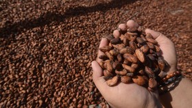 HR dan HPE biji kakao meningkat di atas 30 persen per Agustus 2026. Kemendag sebut ini efek dari fenomena El Nino di negara produsen di Afrika Barat.