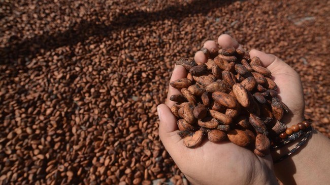 HR dan HPE biji kakao meningkat di atas 30 persen per Agustus 2026. Kemendag sebut ini efek dari fenomena El Nino di negara produsen di Afrika Barat. 