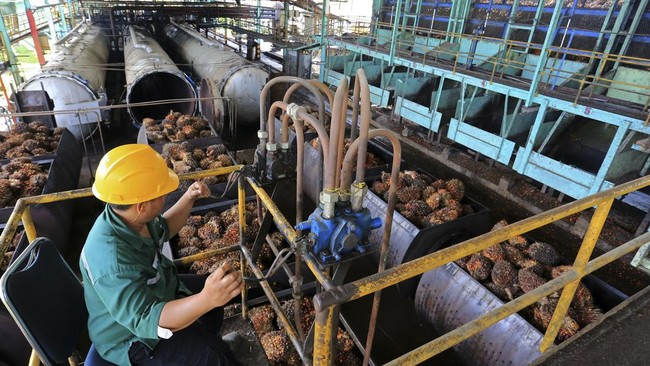 Karyawan memasukan Tanda Buah Segar (TBS) kelapa sawit kedalam mesin untuk pengolahan minyak sawit mentah atau crude palm oil (CPO) di salah satu pabrik minyak kelapa sawit milik PT.Karya Tanah Subur (KTS) Desa Padang Sikabu, Kaway XVI, Aceh Barat, A