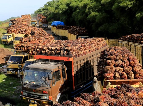 Sejumlah truk pengangkut Tanda Buah Segar (TBS) kelapa sawit mengantre untuk pembongkaran di salah satu pabrik minyak kelapa sawit milik PT.Karya Tanah Subur (KTS) Desa Padang Sikabu, Kaway XVI, Aceh Barat, Aceh, Selasa (17/5/2022). Harga jual Tanda