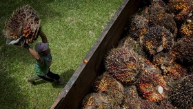Pekerja mengangkut kelapa sawit ke dalam truk di Desa Rangkasbitung Timur, Lebak, Banten, Selasa (22/9/2020). Gabungan Pengusaha Kelapa Sawit Indonesia mencatat volume ekspor produk minyak sawit dan turunannya pada bulan Juli 2020 naik sebesar 13 per