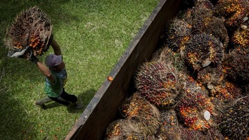 Amran Klaim Hilirisasi Sawit Dkk Bisa Hasilkan Setara 10 Tahun APBN