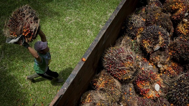 Pekerja mengangkut kelapa sawit ke dalam truk di Desa Rangkasbitung Timur, Lebak, Banten, Selasa (22/9/2020). Gabungan Pengusaha Kelapa Sawit Indonesia mencatat volume ekspor produk minyak sawit dan turunannya pada bulan Juli 2020 naik sebesar 13 per