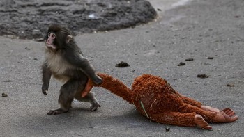 FOTO: Punch, Bayi Monyet yang Jadikan Boneka sebagai 