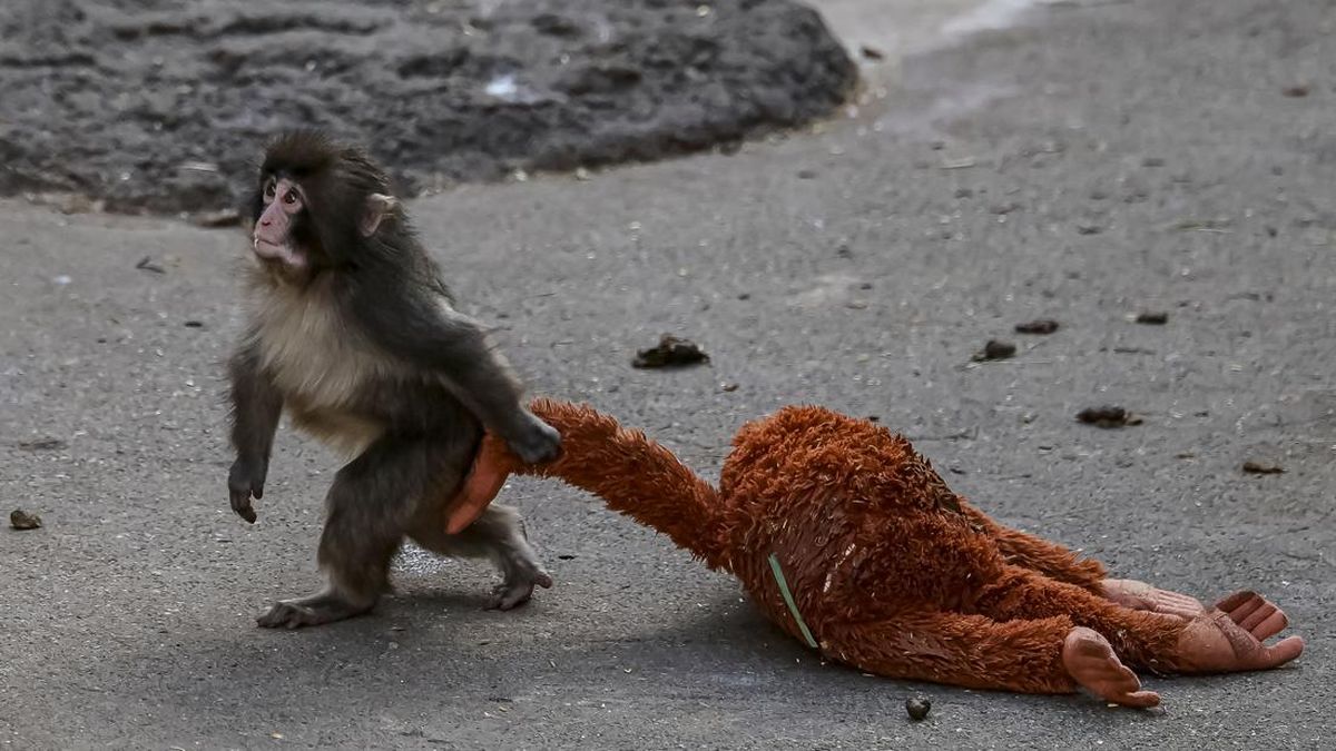 Bayi Monyet Punch Bikin Kebun Binatang Ichikawa Kebanjiran Pengunjung