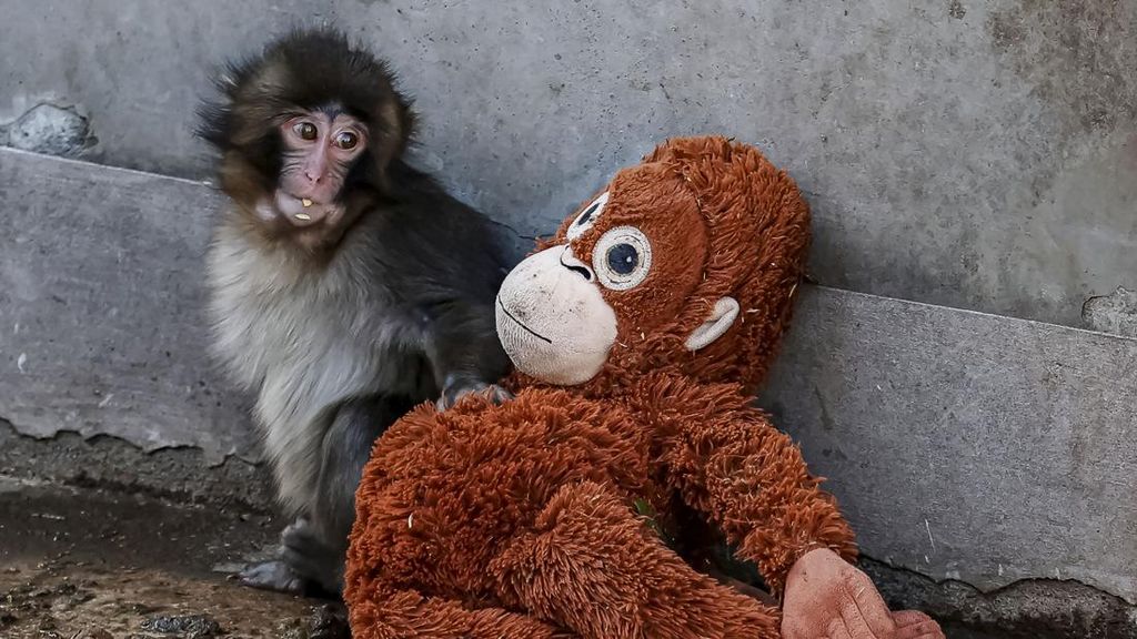Punch si Bayi Monyet Jepang Viral di Medsos, Ahli Ungkap Fakta Pilu