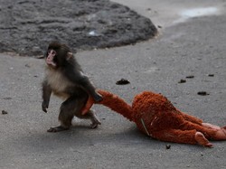 Pakar Ungkap Fakta Pilu di Balik Video Punch si Bayi Monyet