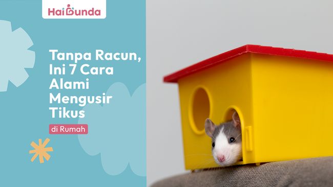 Tanpa Racun, Ini 7 Cara Alami Mengusir Tikus di Rumah