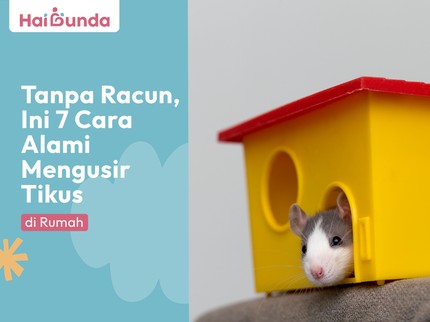 Tanpa Racun, Ini 7 Cara Alami Mengusir Tikus di Rumah