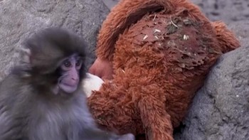 Bayi Monyet Punch Viral Usai Hidup dengan Boneka Orangutan