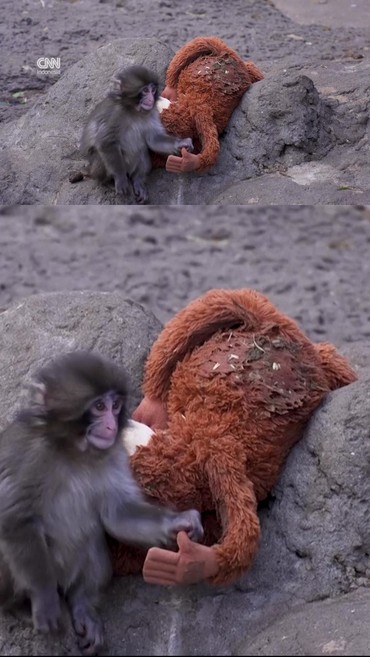 Bayi Monyet Punch Viral Usai Hidup dengan Boneka Orangutan