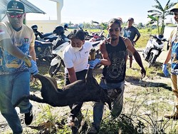 Kawanan Anjing Liar Serang 2 Bocah Kakak-Adik di Polman, 1 Ekor Ditembak Mati