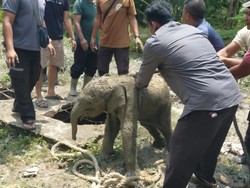 Terungkap Penyebab Gajah Liar Ngamuk di Siak, Anak Terperosok ke Septic Tank
