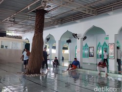 Unik, Pohon Kurma Tumbuh di Dalam Masjid Bahari Benoa