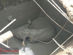 Kronologi Kawanan Gajah Rusak Mess di Riau Usai Anaknya Kejeblos Septic Tank