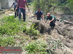 Anak Gajah Digiring Kembali ke Hutan Usai Dievakuasi dari Septic Tank di Riau