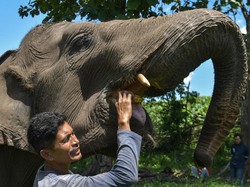 Video: Way Kambas Bakal Dipagari! Solusi Prabowo Atasi Konflik Gajah