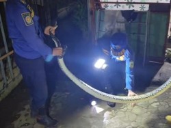 Sahur Mencekam, Ular Piton 4 Meter Gegerkan Permukiman di Kuningan