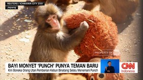 VIDEO: Bayi Monyet 'Punch' Punya Teman Baru