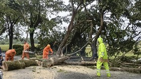 BMKG Ungkap Penyebab Cuaca Ekstrem di Bandung yang Bikin Pohon Tumbang