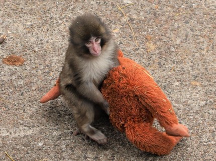 Viral Soal Punch Si Bayi Monyet yang 'Diasuh' Boneka, Netizen Ramai Mau Bantu Adopsi