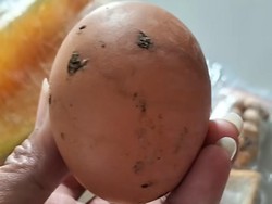 Viral Telur Rebus MBG di Magetan Masih Ada Kotoran Ayam