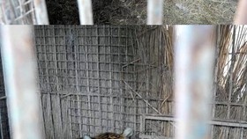 3 Satwa Argentina 'Hijrah' ke Eropa untuk Rumah yang Lebih Layak