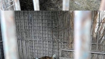 3 Satwa Argentina 'Hijrah' ke Eropa untuk Rumah yang Lebih Layak