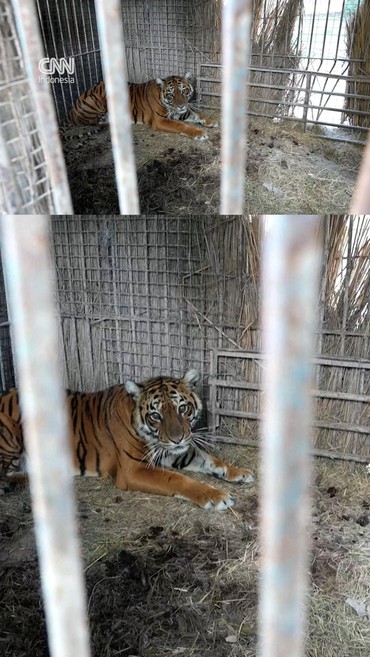 3 Satwa Argentina 'Hijrah' ke Eropa untuk Rumah yang Lebih Layak