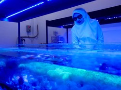 Ekspor Koral Hias Banyuwangi Tembus Tiga Benua