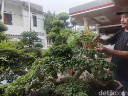 Ngabuburit Ala Ketua DPRD Nganjuk, Menyatu dengan Seni Bonsai